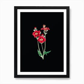 Vintage Chilian Guem Flower Botanical Illustration on Solid Black n.0822 Art Print