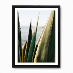 Agave and the Beach // Ibiza Nature & Travel Photography Art Print