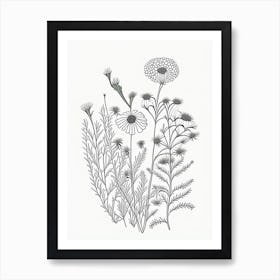 Chamomile Herb William Morris Inspired Line Drawing 1 Art Print