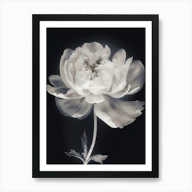 Floral Art 0012 X Ray 0006 X Ray Blumen 0017 Bp6586 Minimalist Soft Bright X Ray Scandinavian Minimalist 85ea8b52 89b9 Art Print