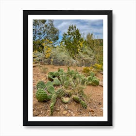 Cactus, Santa Fe, New Mexico Art Print