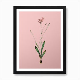 Vintage Gladiolus Junceus Botanical on Soft Pink n.0716 Art Print