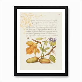 Insect, Daffodil, European Columbine, And English Oak Acorns From Mira Calligraphiae Monumenta, Joris Hoefnagel Art Print