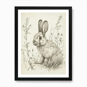 Mini Lop Rabbit Drawing 1 Art Print