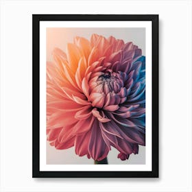 Chrysanthemum Flower 1 Art Print