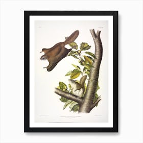 Oregon Flying Squirrel, John James Audubon Art Print