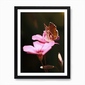 Butterfly On Pink Flower Art Print