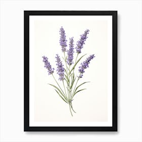 Lavender Vintage Botanical Herbs 2 Art Print