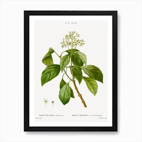 Climbing Hydrangea, Pierre Joseph Redoute Art Print