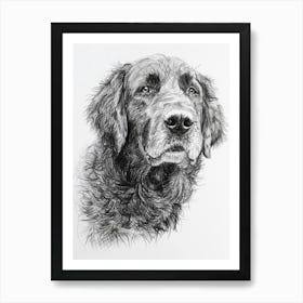 Newfoundland Dog Line Sketch 1 Art Print