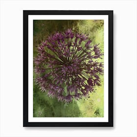 Photograph - Purple Allium  Art Print