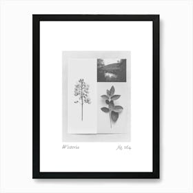 Wisteria Botanical Collage 3 Art Print