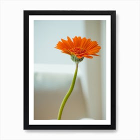 Orange Gerbera Flower In White Vase On White Background Art Print