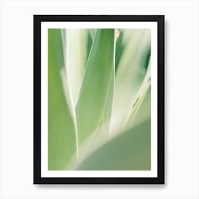 Soft Green Agave // Ibiza Nature Photography Poster