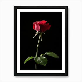 Single Red Rose On Black Background 34 Art Print