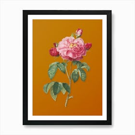 Vintage Duchess of Orleans Rose Botanical on Sunset Orange n.0281 Art Print
