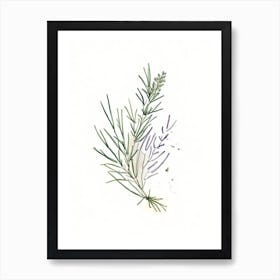 Rosemary Herb Minimalist Watercolour Art Print