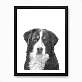 Black and White Bernese Mountain Dog Art Print