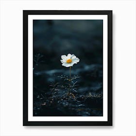 White Daisy 13 Art Print