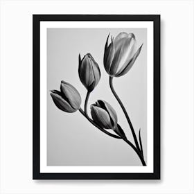 Tulips B&W Pencil 2 Flower Art Print