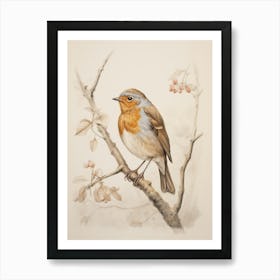 Vintage Bird Drawing Robin Art Print
