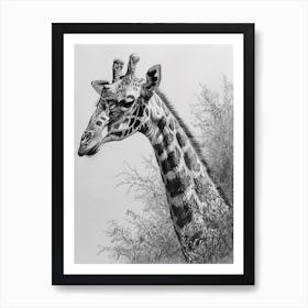 Giraffe With Head In The Branches Pencil Drawing 1 Art Print