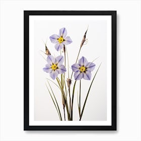Pressed Wildflower Botanical Art Blue Eyed Grass 3 Art Print