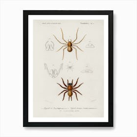Different Types Of Spiders, Charles Dessalines D' Orbigny Art Print