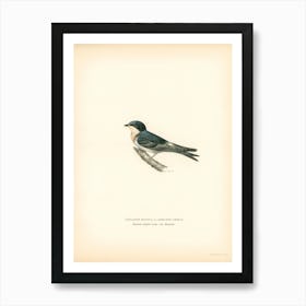 Hybrid Between Common House Martin And Barn Swallow, The Von Wright Brothers Art Print