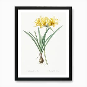 Golden Hurricane Lily, Pierre Joseph Redoute Art Print