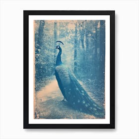 Vintage Peacock On A Path Cyanotype Inspired 3 Art Print