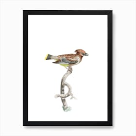 Vintage Little Jay Bird Illustration on Pure White Art Print