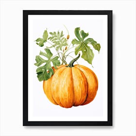 Musque De Provence Pumpkin Watercolour Illustration 3 Art Print