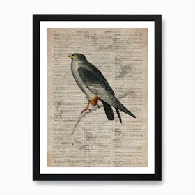 Falcon Dictionnaire Universel Dhistoire Naturelle  Art Print