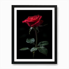 Red Rose Isolated On Black Background 4 Art Print