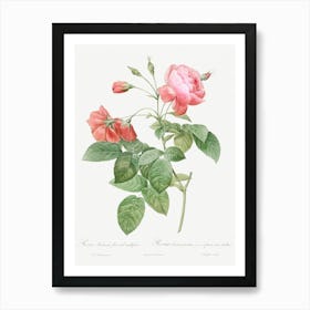 Boursault Rose, Pierre Joseph Redoute (2) Art Print