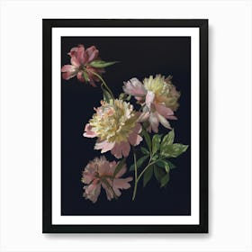 Peonies 3 Art Print