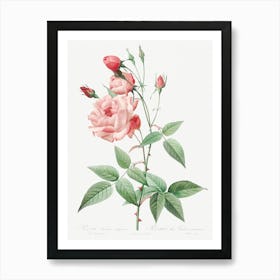 Old Blush China, Pierre Joseph Redoute Art Print