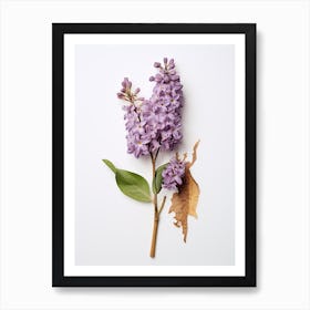 Pressed Wildflower Botanical Art Lilac 1 Art Print