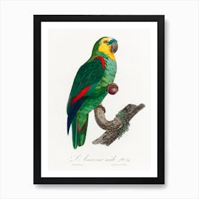 The Turquoise Fronted Amazon, (Amazona Aestiva) From Natural History Of Parrots, Francois Levaillant 1 Art Print