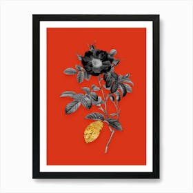 Vintage Red Portland Rose Black and White Gold Leaf Floral Art on Tomato Red n.0388 Art Print