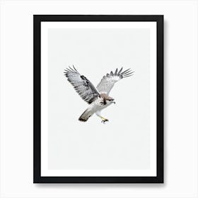 Red Tailed Hawk B&W Pencil Drawing 4 Bird Art Print