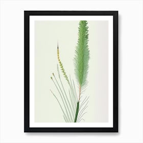 Horsetail Herb Pencil Colour 2 Art Print