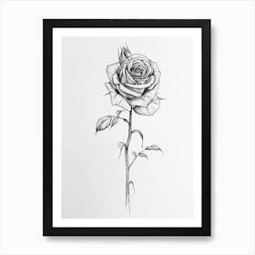 English Rose Black And White Line Drawing 16 Art Print