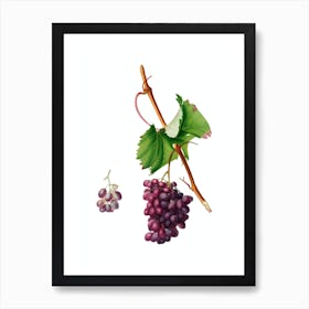 Vintage Grape Barbarossa Botanical Illustration on Pure White n.0338 Art Print