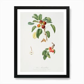 Musky Pear (Pyrus Sativa) From Pomona Italiana (1817 1839), Giorgio Gallesio Art Print