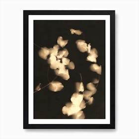 Eucalyptus Lights II Art Print