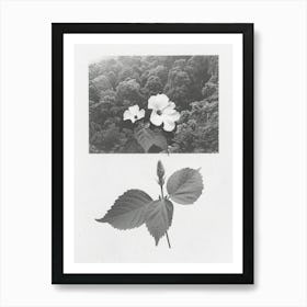 Hibiscus Flower Photo Collage 4 Art Print