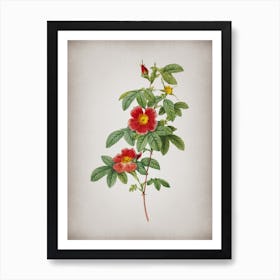 Vintage Single May Rose Botanical on Parchment n.0865 Art Print