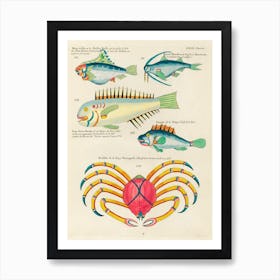 Colourful And Surreal Illustrations Of Fishes And Crab Found In The Indian And Pacific Oceans, Louis Renard (23) Art Print